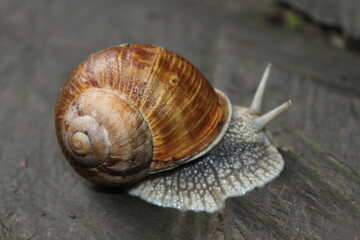 snail on a stone