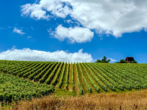Vignobles du MADIRAN &agrave; Crouseilles au pied des Pyr&eacute;n&eacute;es, le tann&acirc;tes est le principal c&eacute;page