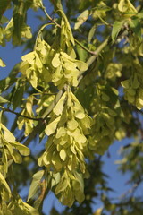 yellow leaves on a tree
