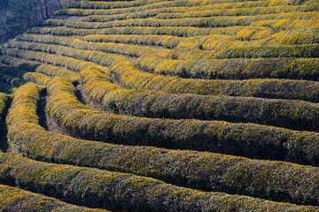 green tea farm on the mountain