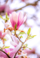 Flowering magnolia tree with pink blossoms
