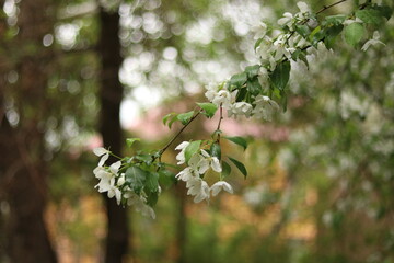 blooming cherry tree