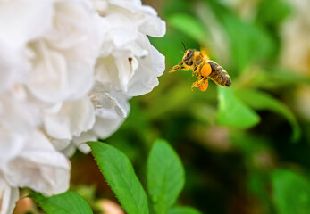 Bee flying to a white rose blossom