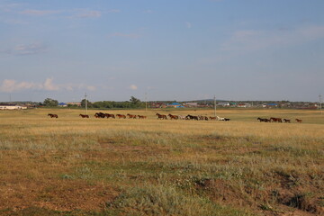 herd of cows