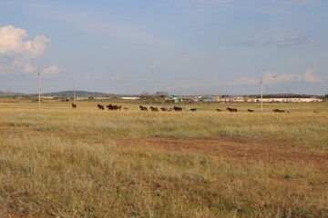 landscape with cows