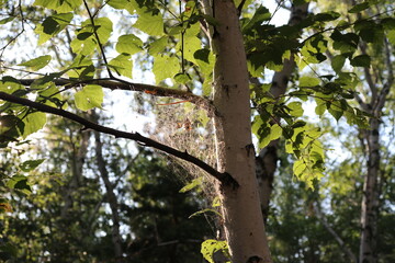 tree in the park