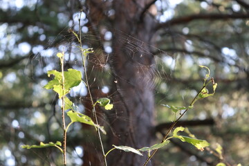 bird on a tree