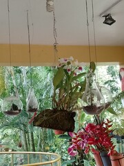 flowers in the market
