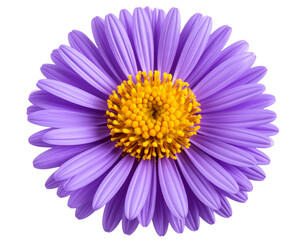 Obraz premium Blooming Aster Garden Flower with Delicate Petals Isolated on Transparent Background PNG