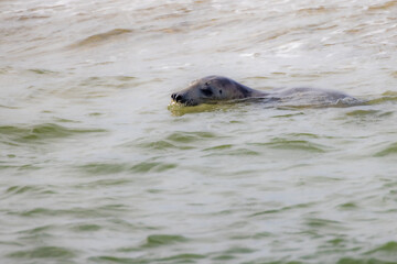 A solitary seal gracefully swims through the vast ocean, showcasing its breathtaking natural habitat and beauty
