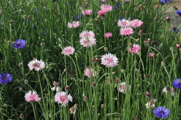 日本の春の野原に咲くピンク色と紫色のヤグルマギクの花
