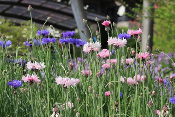 日本の春の野原に咲くピンク色と紫色のヤグルマギクの花