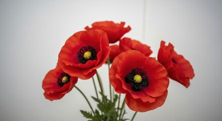 Obraz premium Beautiful cluster of vibrant red poppies with dark centers against a clean white background