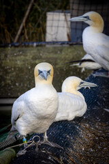A closeup view of gannets that beautifully showcase their striking features amidst a stunning natural setting