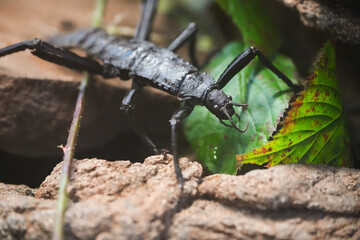 Portrait of a thorny stick insect. Close-up of the insect. Eurycantha calcarata.
