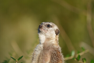 Portrait of an alert meerkat in nature. Close-up of the animal. Suricata suricatta.
