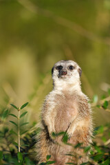 Portrait of an alert meerkat in nature. Close-up of the animal. Suricata suricatta.
