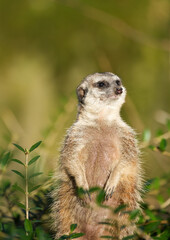 Portrait of an alert meerkat in nature. Close-up of the animal. Suricata suricatta.
