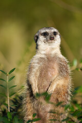 Portrait of an alert meerkat in nature. Close-up of the animal. Suricata suricatta.
