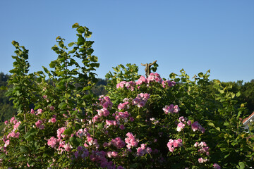 Eine Rose und ein Hasel ranken sich um einen abgestorbenen Kirschbaum © arentis