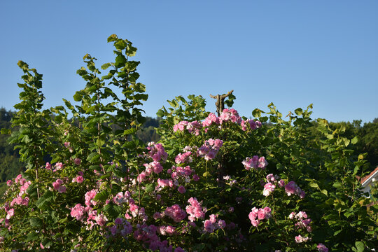 Eine Rose und ein Hasel ranken sich um einen abgestorbenen Kirschbaum