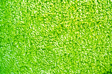green paint abstract background, backdrop texture with strokes of green paint on the surface for...