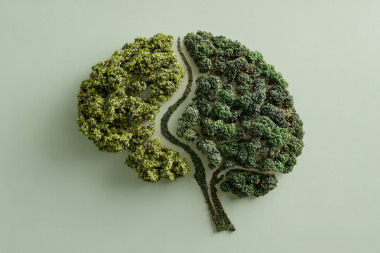 An overhead image of a human brain shaped like a forest