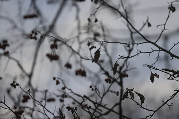 autumn branches with falling leaves against the sky, bottom-up view