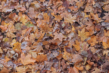 background is fallen autumn leaves, the seasonal backdrop of October fall