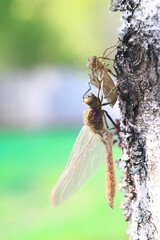 dragonfly, wings close-up of nature, dragonfly hatching from a larva, metamorphosis