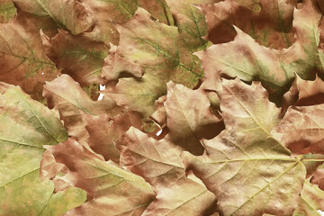 background is fallen autumn leaves, the seasonal backdrop of October fall