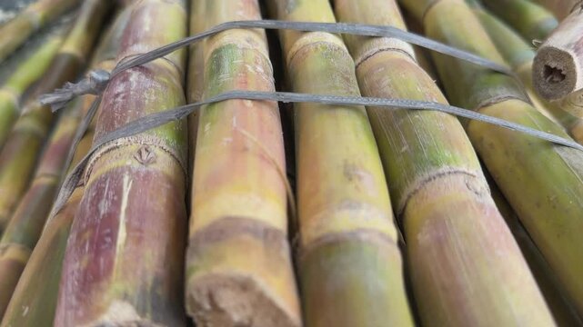 closeup of a suger cabe being pulled from a bundle of freshly harvested sugar cane