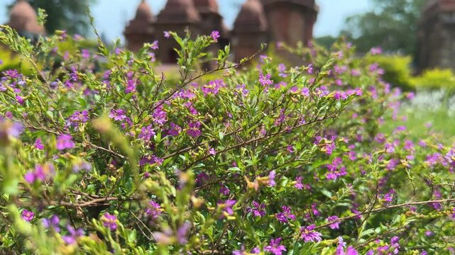 closeup of Cuphea hyssopifolia, the false heather, Mexican heather, Hawaiian heather or elfin herb,