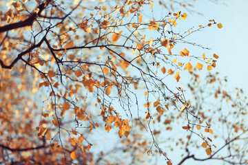 autumn park, nature landscape, trees in a seasonal background