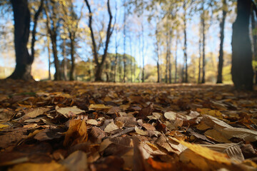 autumn park, nature landscape, trees in a seasonal background