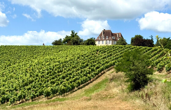 Vignobles du MADIRAN &agrave; Crouseilles au pied des Pyr&eacute;n&eacute;es, le tann&acirc;tes est le principal c&eacute;page