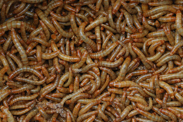 Background Mealworm is a pest that destroys wheat stored in granaries and is used as food for birds...