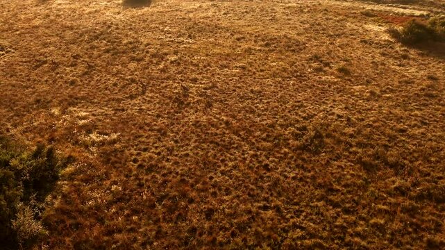 Herd of red hartebeest antelope trotting over golden grass plain at sunrise