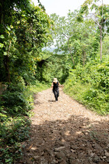 Fototapeta premium A woman wearing trekking outfit with trekking poles trekking in a forest; travel alone