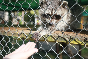 raccoon in a cage, zoo, wildlife sad animal in a cage