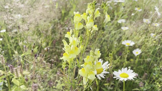 Yellow toadflax (Linaria vulgaris) blooming on a summer meadow. 4K footage for botanical studies, floral backgrounds, or nature documentaries.