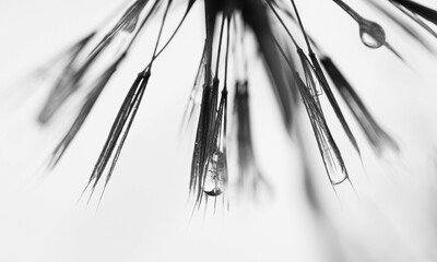 Makro einer Pusteblume mit Wassertropfen, schwarz weiß, Taraxacum, abstrakt