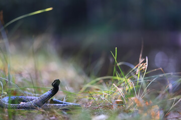 A venomous dangerous snake, a viper in the wild