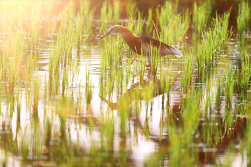 Heron in a rice field, wild bird nature close-up