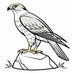 Obraz premium Falcon Standing on Rock