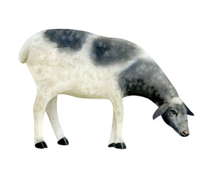 White and black sheep watercolor isolated illustration. Hand drawn grazing farm animal clip art in realistic style. Lamb sketch for village and countryside designs