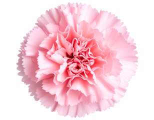 Single Pink Carnation Flower with Ruffled Petals, isolated on a transparent background