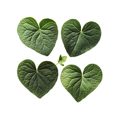 Heart-Shaped Leaves: Green Plant Foliage, Nature Photography