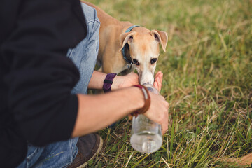 Thirsty whippet is drinking water from a bottle