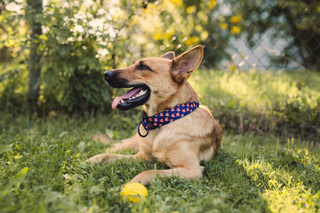 Dog is laying on a lawn and his tongue is sticking out